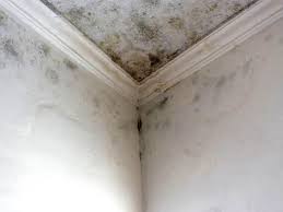 Best Mold Prevention Services  in Pleasanton, TX